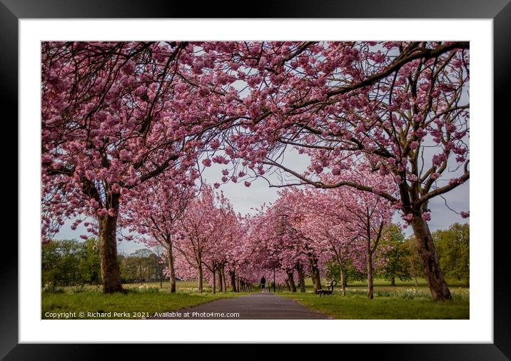 Springtime on the Stray in Harrogate Framed Mounted Print by Richard Perks