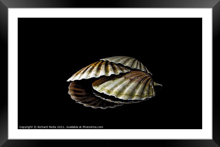 Scallop shells in reflection Framed Mounted Print by Richard Perks