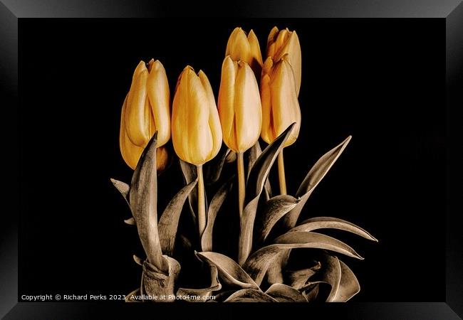 Radiant Beauty of Yellow Tulips Framed Print by Richard Perks