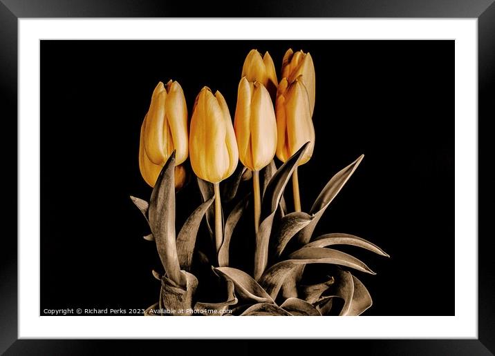 Radiant Beauty of Yellow Tulips Framed Mounted Print by Richard Perks