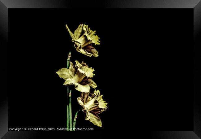 Daffodils - Stylized Framed Print by Richard Perks