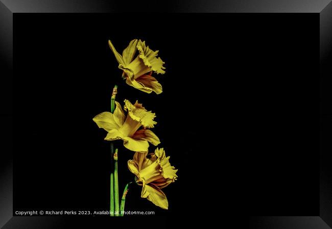 Yellow Daffodils Framed Print by Richard Perks