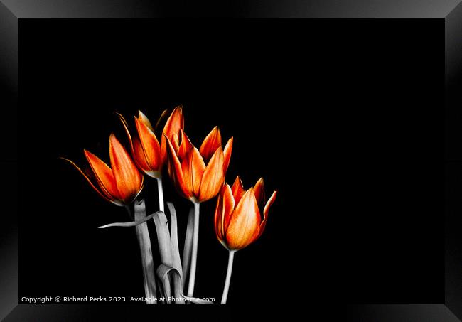 British fire orange Tulips (HDR) Framed Print by Richard Perks
