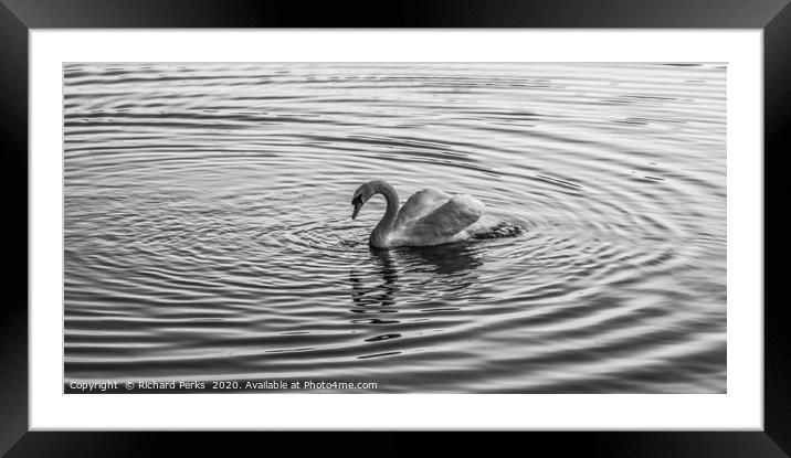 Swan Lake Framed Mounted Print by Richard Perks