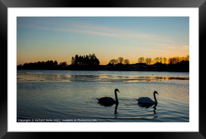 Swans at Sunrise Framed Mounted Print by Richard Perks