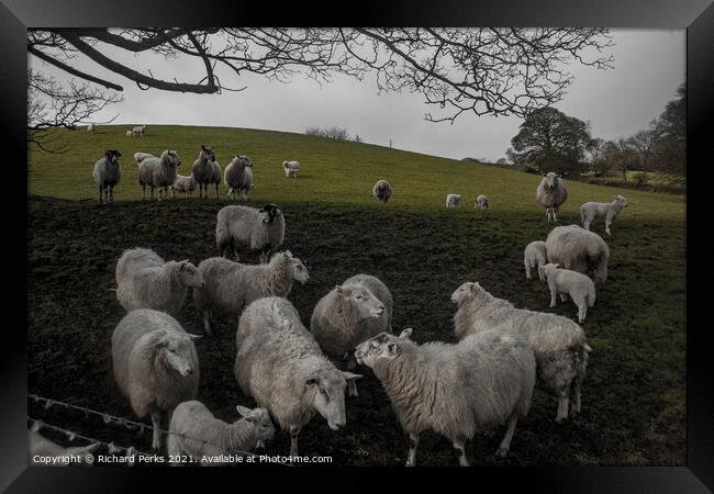 Who said "MINT SAUCE" Framed Print by Richard Perks