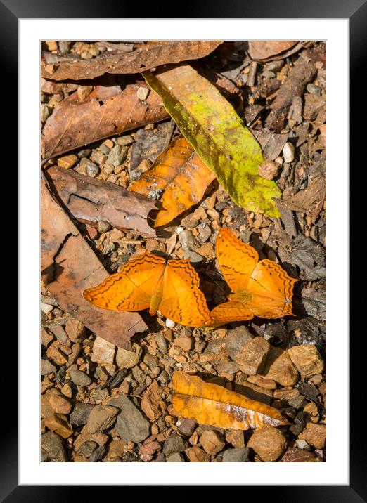 THAILAND PHETBURI KAENG KRACHAN NATIONAL PARK Framed Mounted Print by urs flueeler