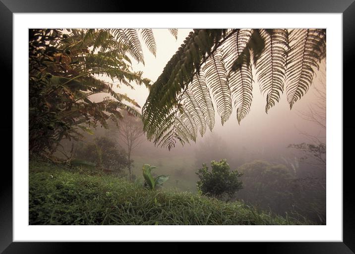 LATIN AMERICA HONDURAS COPAN Framed Mounted Print by urs flueeler