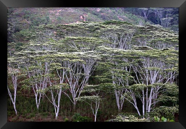 ASIA EAST TIMOR TIMOR LESTE FOREST LANDSCAPE Framed Print by urs flueeler