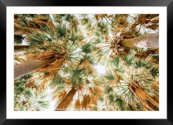 Tropical State Of Mind, Palm Trees, Coconut Trees Framed Mounted Print by Radu Bercan