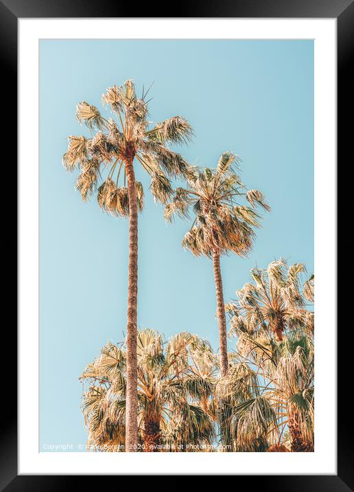 Palm Trees, Summer Vibes, Coconut Palm Tree Leaves Framed Mounted Print by Radu Bercan