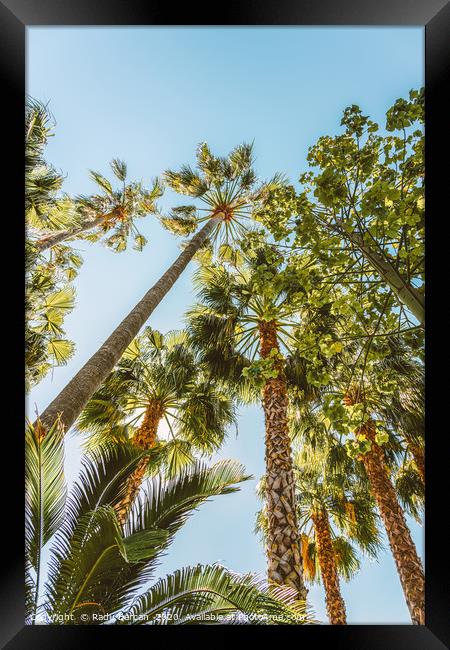 Palm Trees, Summer Beach Vibes, Coconut Leaves Framed Print by Radu Bercan