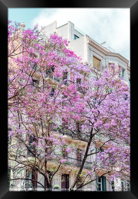 Purple Flower Trees In Barcelona City In Spain Framed Print by Radu Bercan