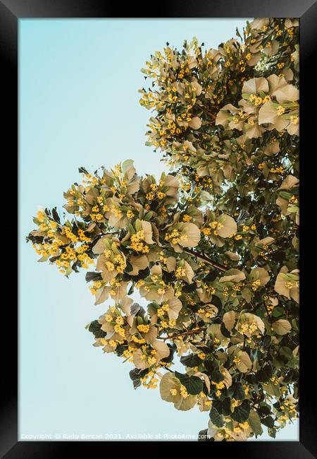Lime Tree Flowers In Spring Framed Print by Radu Bercan