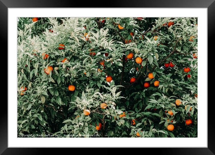 Tropical Orange Fruit Tree Framed Mounted Print by Radu Bercan