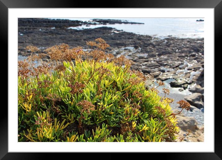 Samphire on the coast Framed Mounted Print by aurélie le moigne