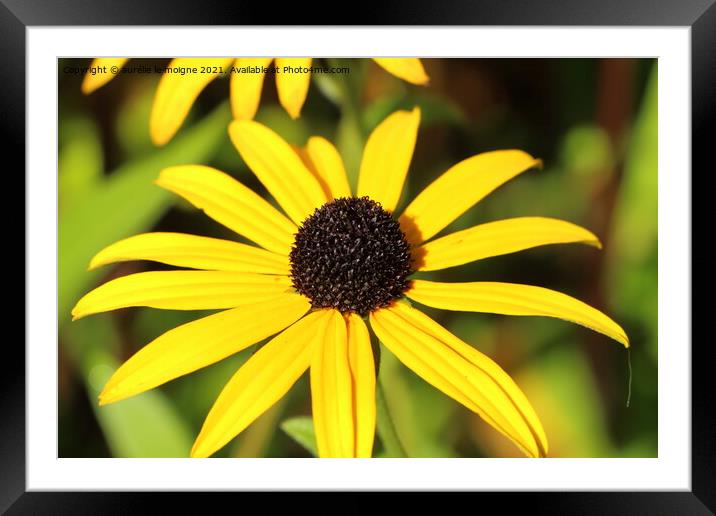 Black-eyed susan flower in a garden Framed Mounted Print by aurélie le moigne