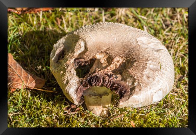 Field mushroom in grass Framed Print by aurélie le moigne