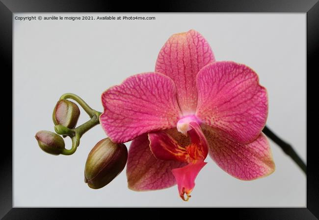 Pink orchid flowers Framed Print by aurélie le moigne