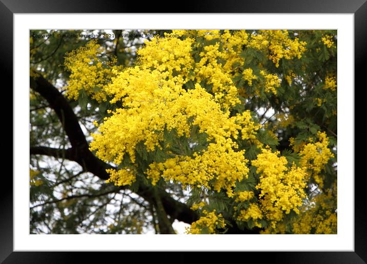 Branch of mimosa Framed Mounted Print by aurélie le moigne