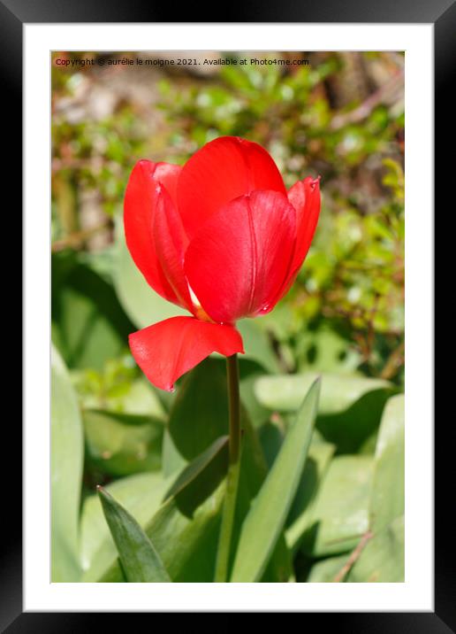 Red tulip flower Framed Mounted Print by aurélie le moigne