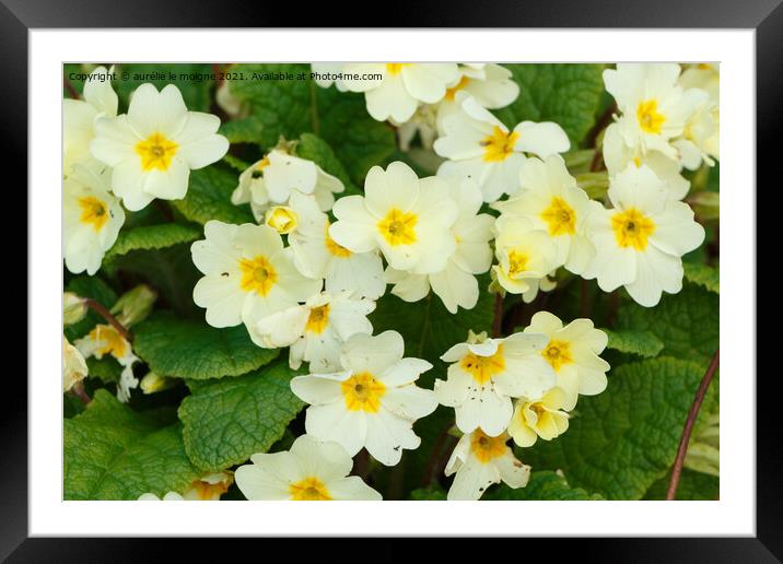 Primroses in a garden Framed Mounted Print by aurélie le moigne