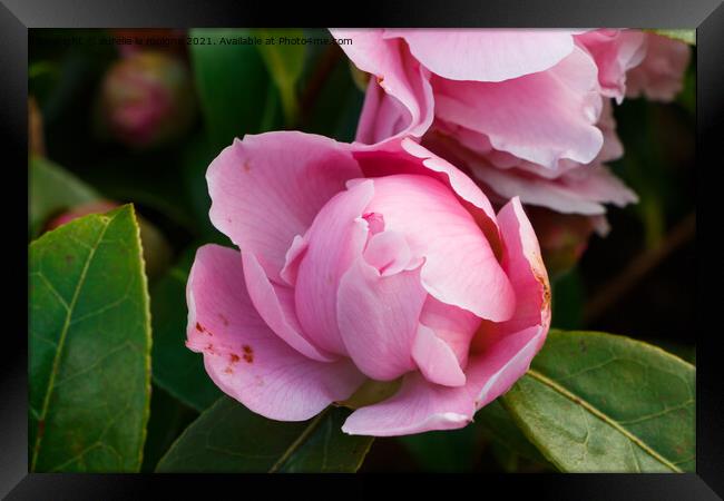 Blooming of pink camellia flower Framed Print by aurélie le moigne