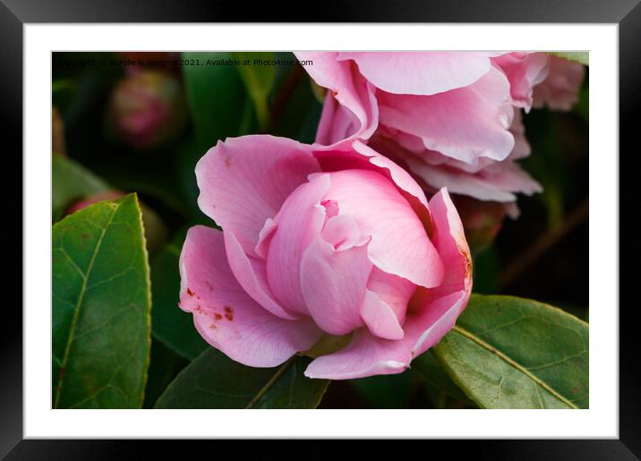 Blooming of pink camellia flower Framed Mounted Print by aurélie le moigne