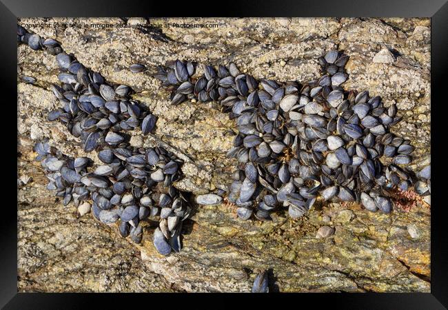 Wild mussels on rocks Framed Print by aurélie le moigne