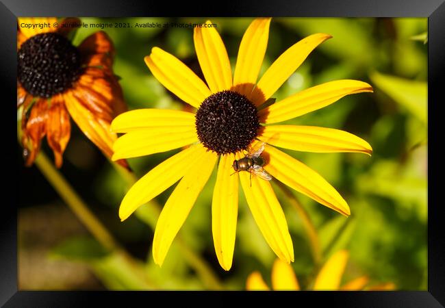 Common green bottle fly on black-eyed susan flower in a garden Framed Print by aurélie le moigne