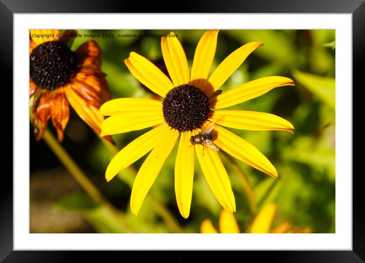 Common green bottle fly on black-eyed susan flower in a garden Framed Mounted Print by aurélie le moigne