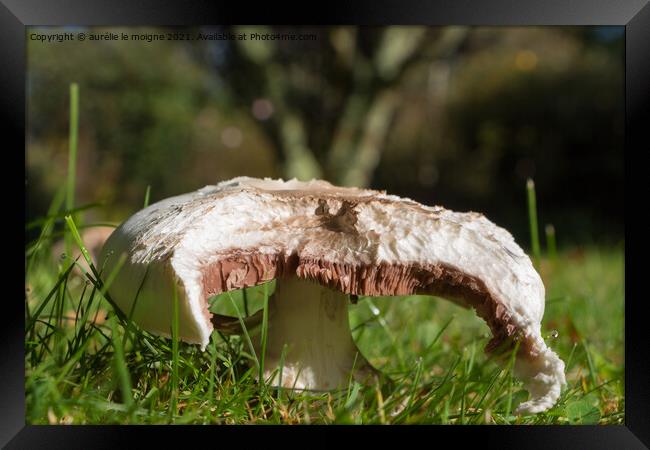 Field mushroom in grass Framed Print by aurélie le moigne