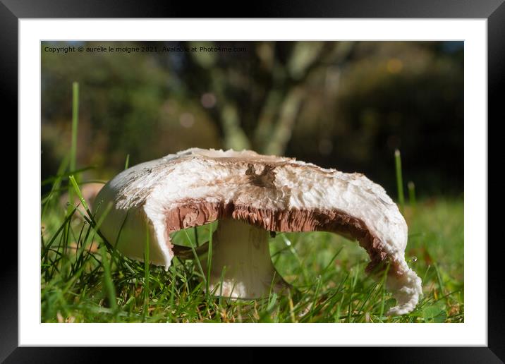 Field mushroom in grass Framed Mounted Print by aurélie le moigne