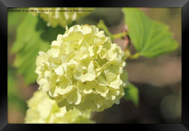 White hydrangea flower in a garden Framed Print by aurélie le moigne