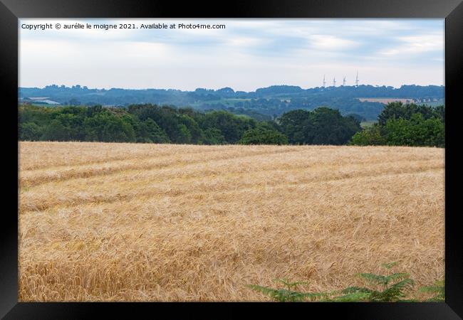 Field of wheat Framed Print by aurélie le moigne