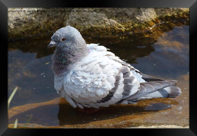 Pigeon on the bank of a lake Framed Print by aurélie le moigne