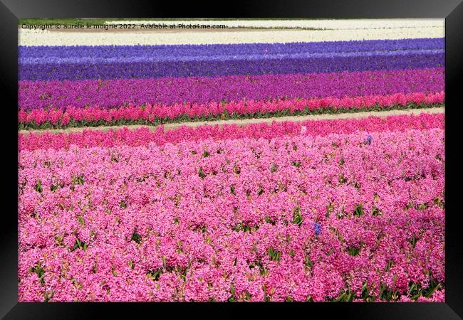 Field of purple, pink and white hyacinth Framed Print by aurélie le moigne