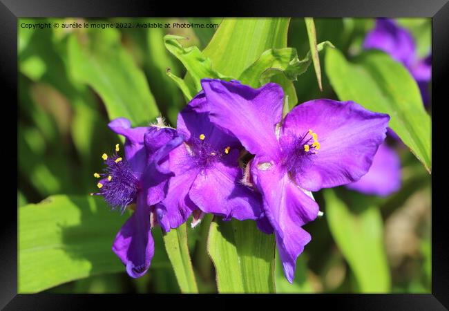 Water iris in a garden Framed Print by aurélie le moigne