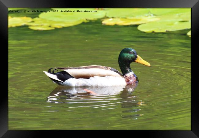 Mallard duck on a river Framed Print by aurélie le moigne