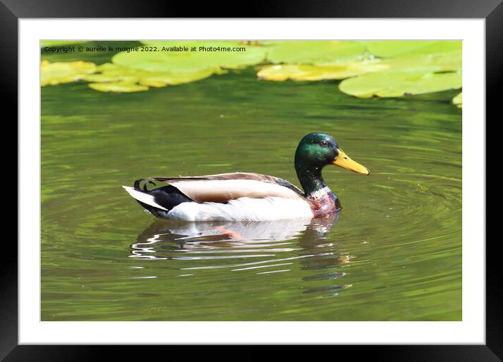 Mallard duck on a river Framed Mounted Print by aurélie le moigne