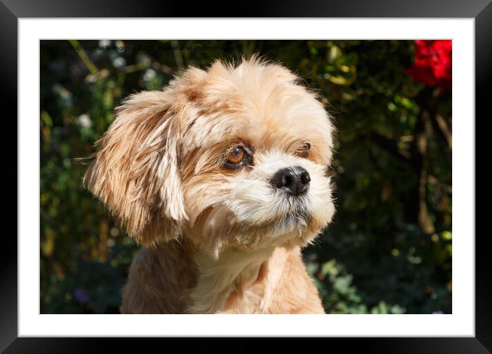 Lhasa Apso dog in a garden Framed Mounted Print by aurélie le moigne