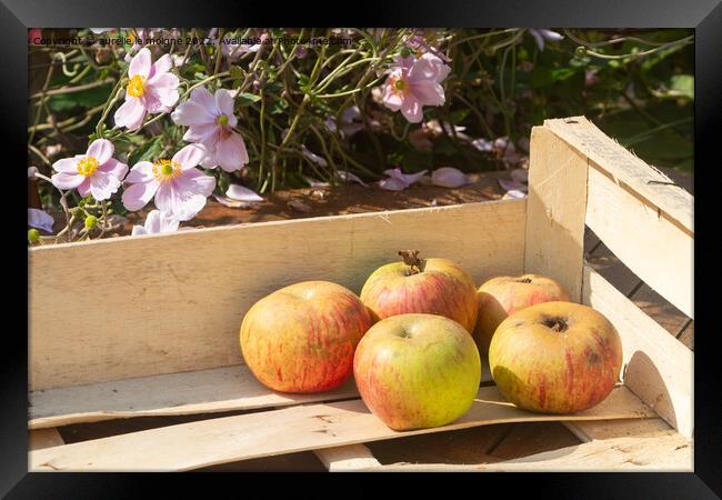 Apples in a crate Framed Print by aurélie le moigne