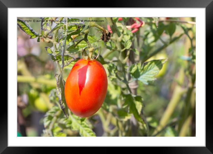 Tomato growing in a vegetable garden Framed Mounted Print by aurélie le moigne