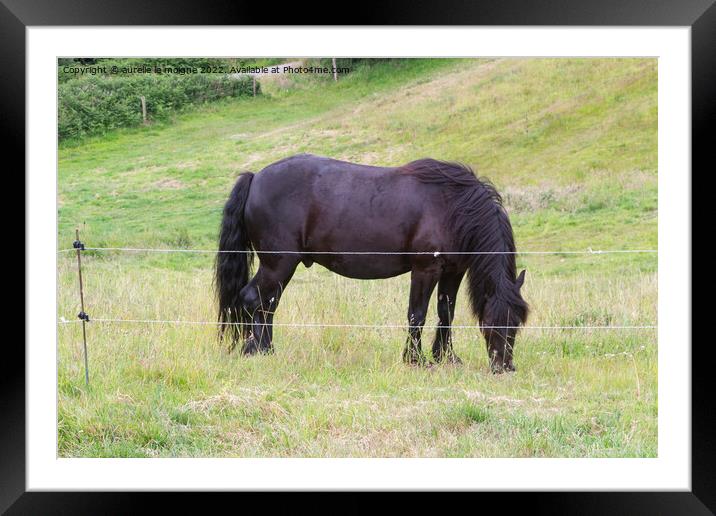 Merens horse in a field Framed Mounted Print by aurélie le moigne