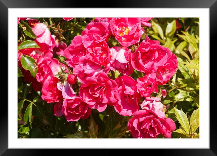 Pink roses in a garden Framed Mounted Print by aurélie le moigne