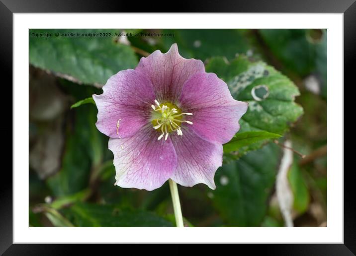 Pink Christmas rose in a garden Framed Mounted Print by aurélie le moigne