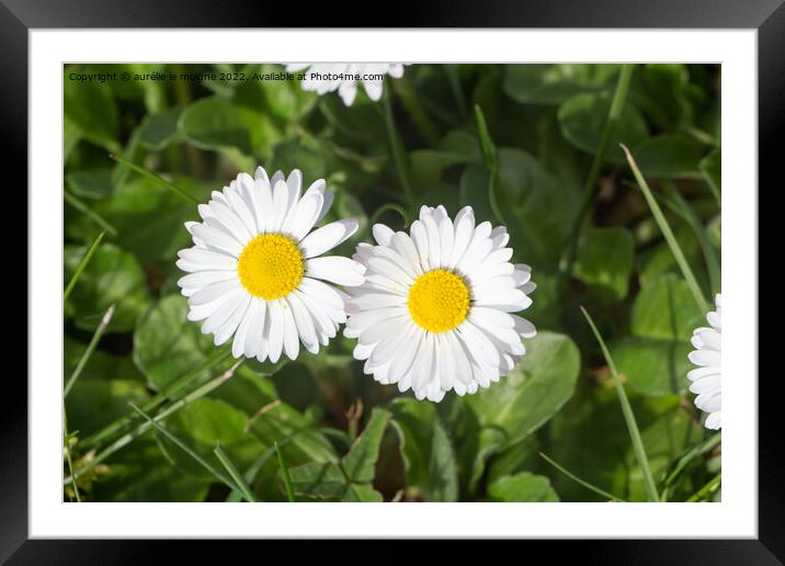 White flowers of daisy Framed Mounted Print by aurélie le moigne