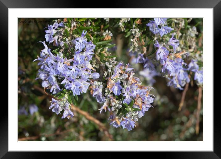 Rosemary plant in a garden Framed Mounted Print by aurélie le moigne