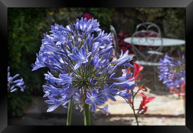 Agapanthus flower in a garden Framed Print by aurélie le moigne