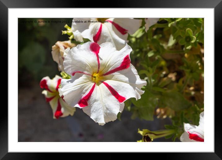 Petunia flowers in a garden Framed Mounted Print by aurélie le moigne